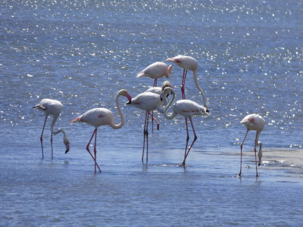 los flamencos que habitan el delta del ebro son uno de sus elementos más característicos